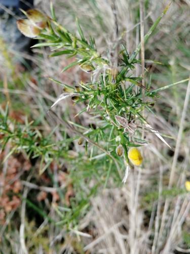 Pisaura mirabilis